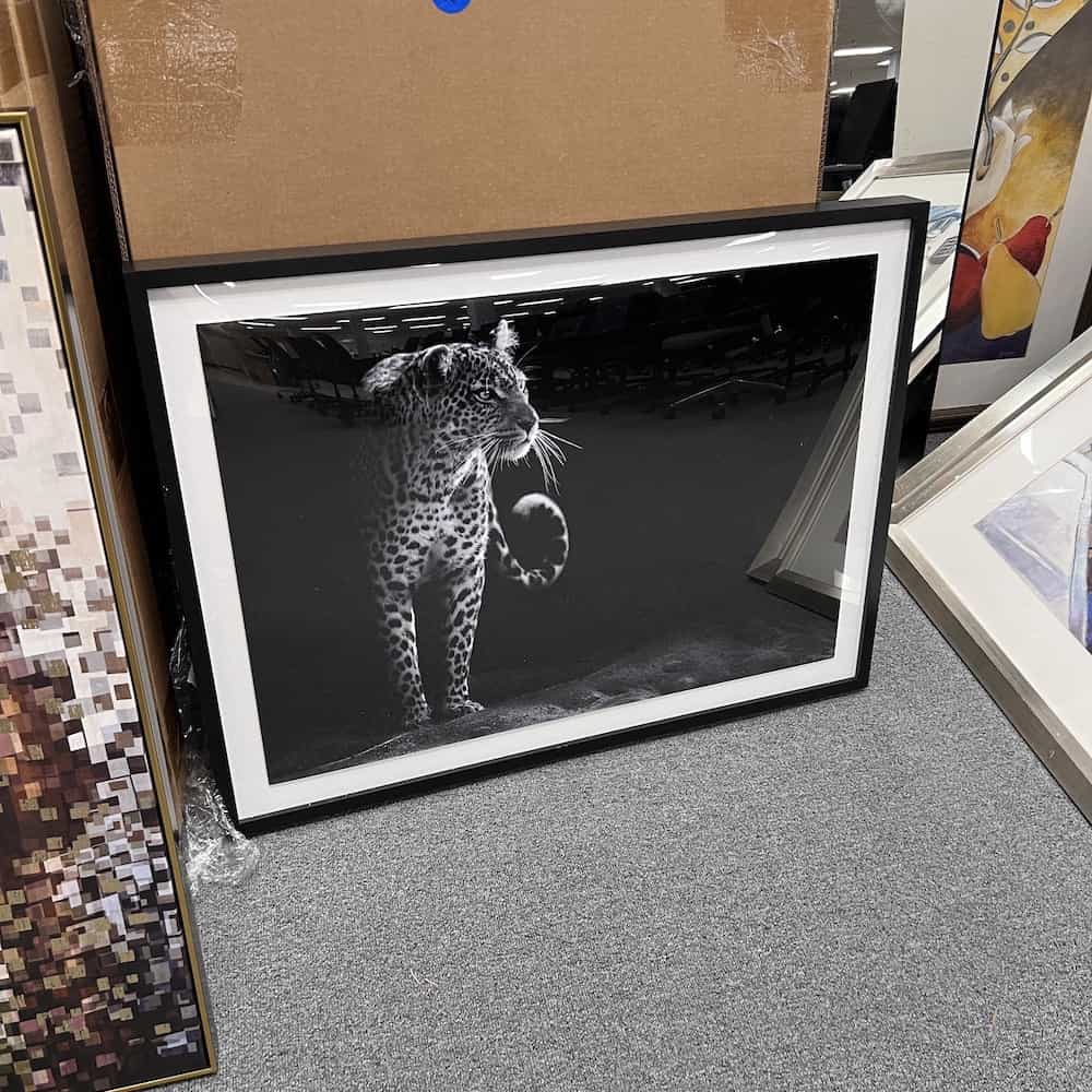 black tiger cat black and white framed photograph artwork print